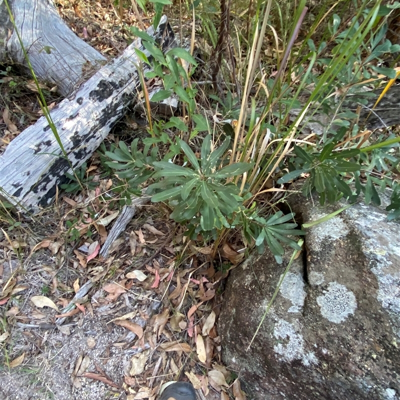 Banksia integrifolia