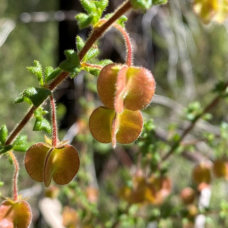 Dodonaea hirsuta