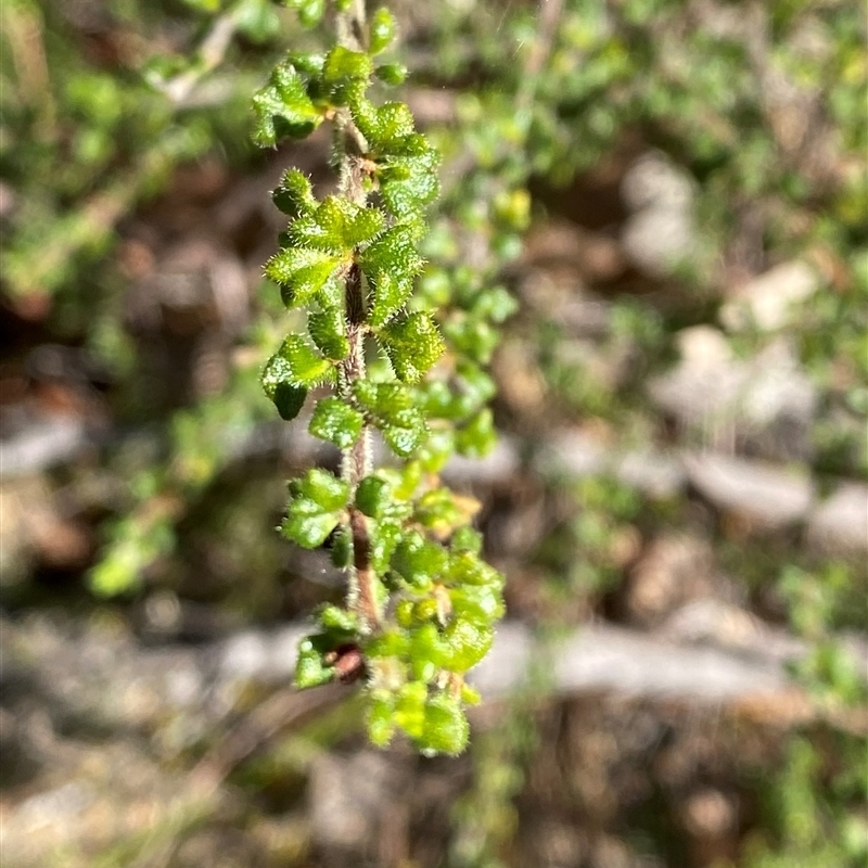 Dodonaea hirsuta