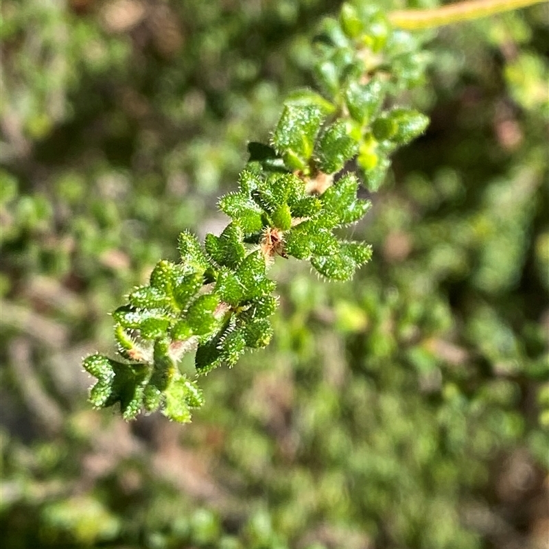 Dodonaea hirsuta