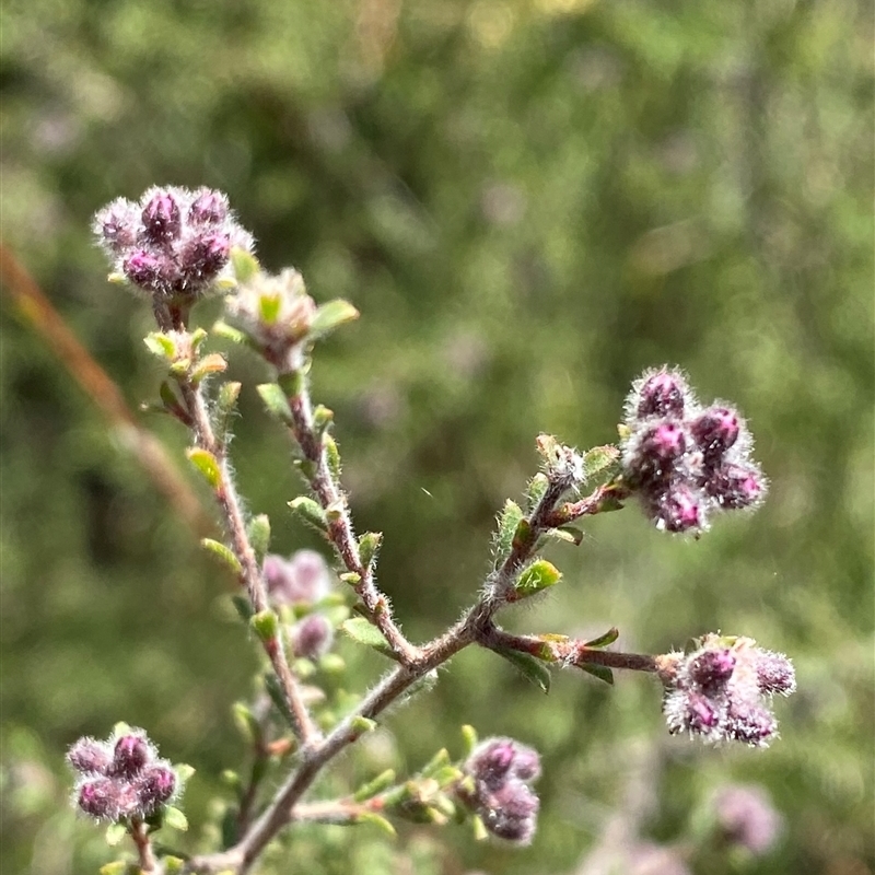 Kunzea obovata