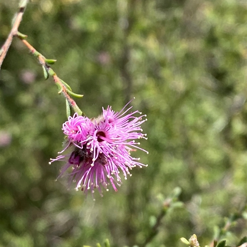 Kunzea obovata