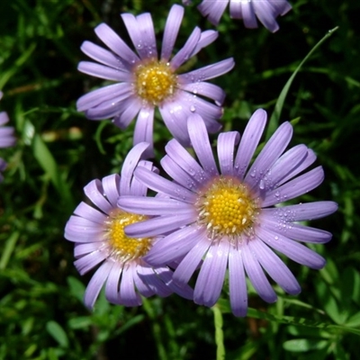 Calotis scabiosifolia var. integrifolia