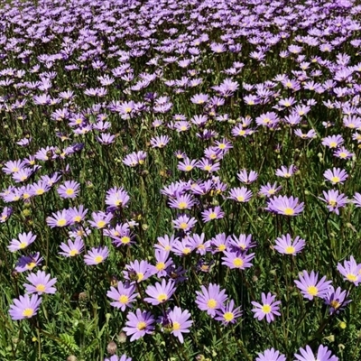 Calotis scabiosifolia var. integrifolia