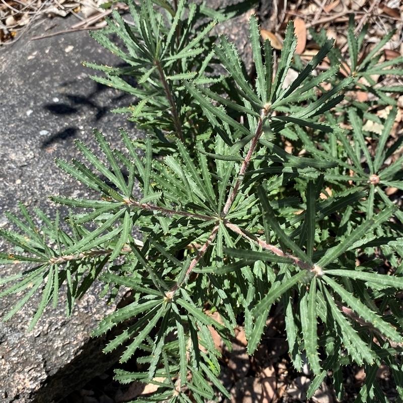 Banksia neoanglica