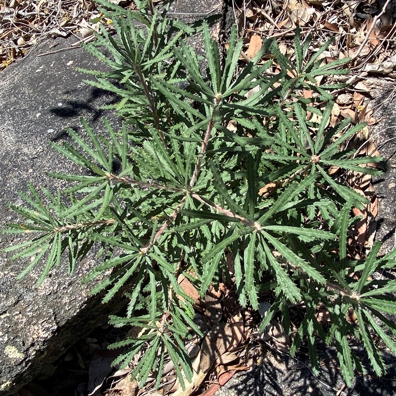 Banksia neoanglica