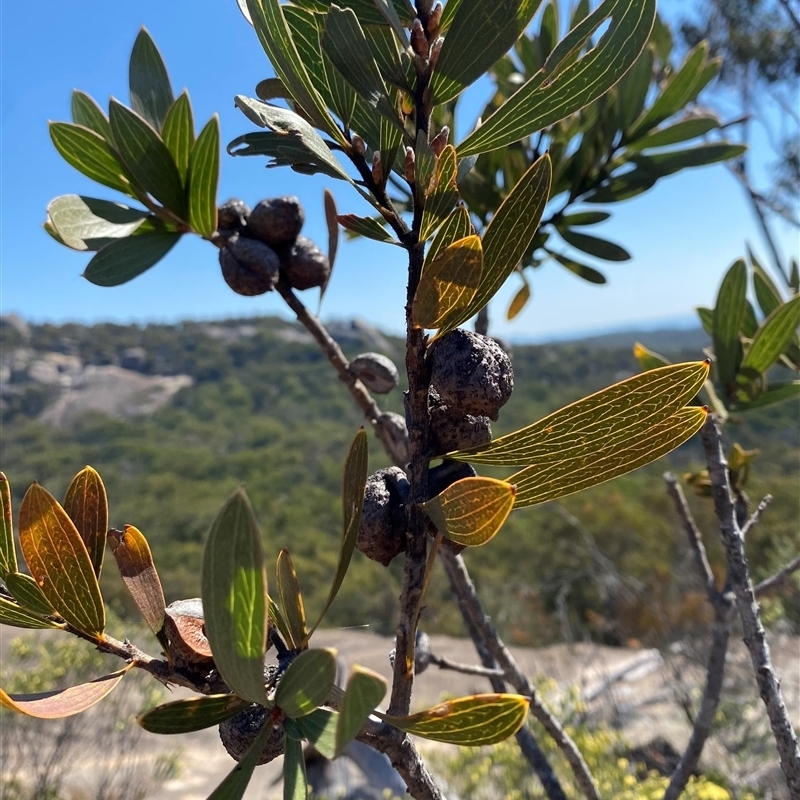 Hakea laevipes subsp. graniticola