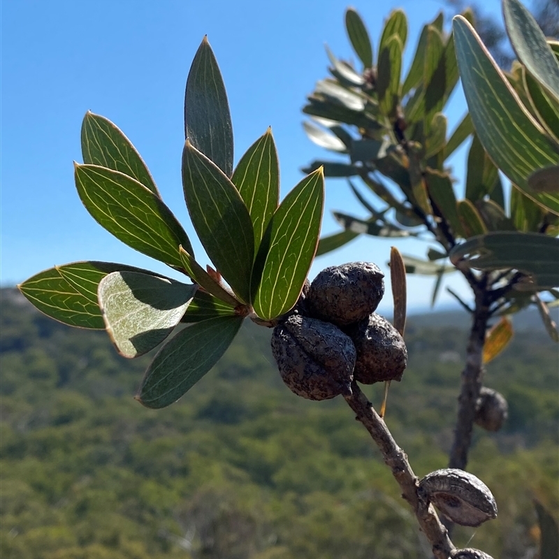 Hakea laevipes subsp. graniticola