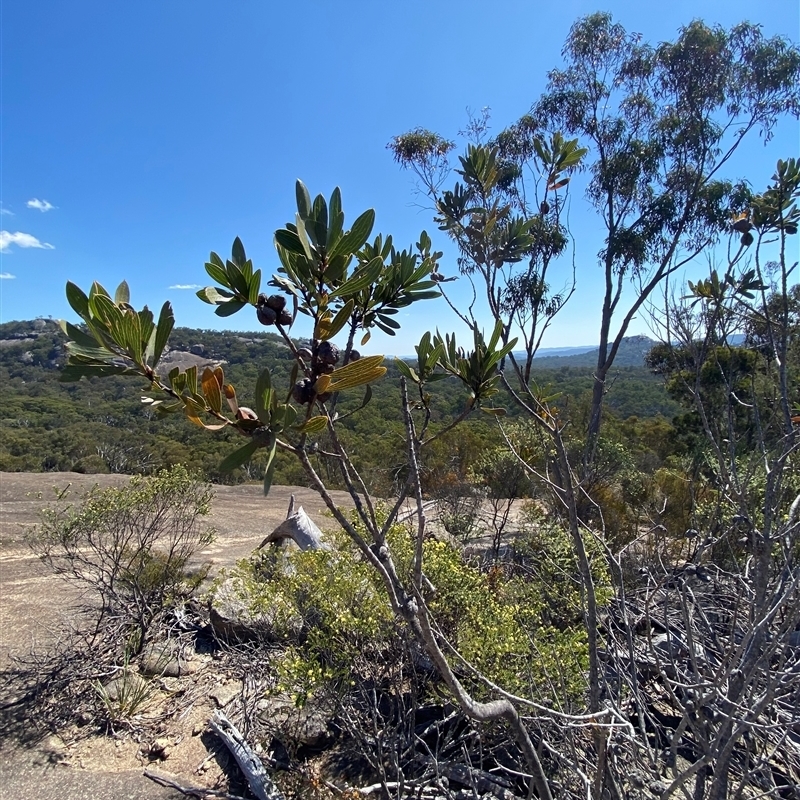 Hakea laevipes subsp. graniticola