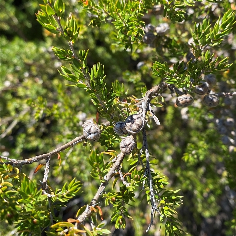 Leptospermum novae-angliae