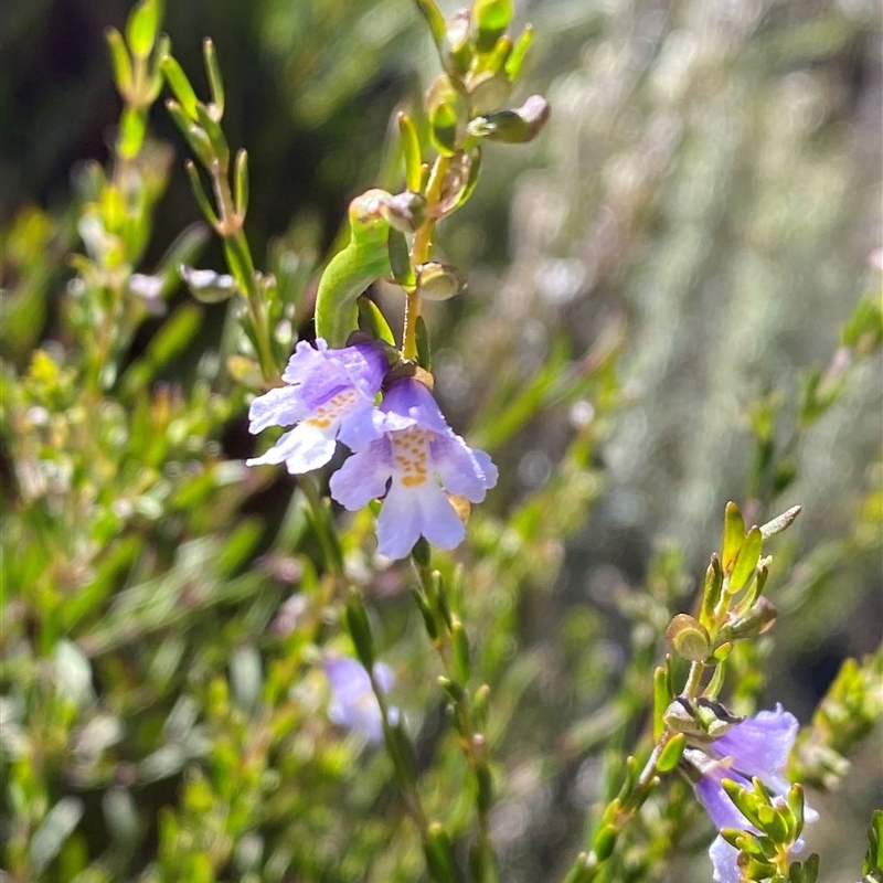 Prostanthera saxicola var. major