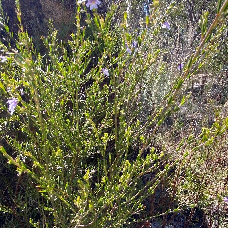 Prostanthera saxicola var. major