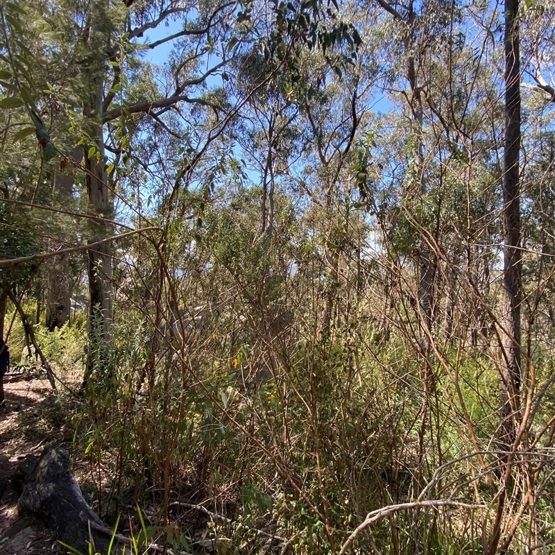 Olearia gravis