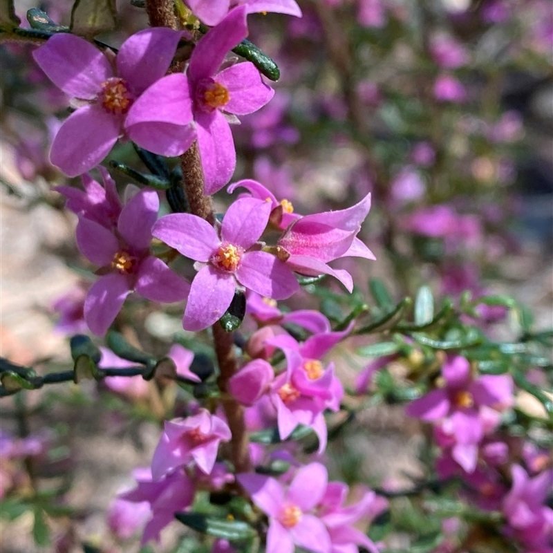 Boronia amabilis