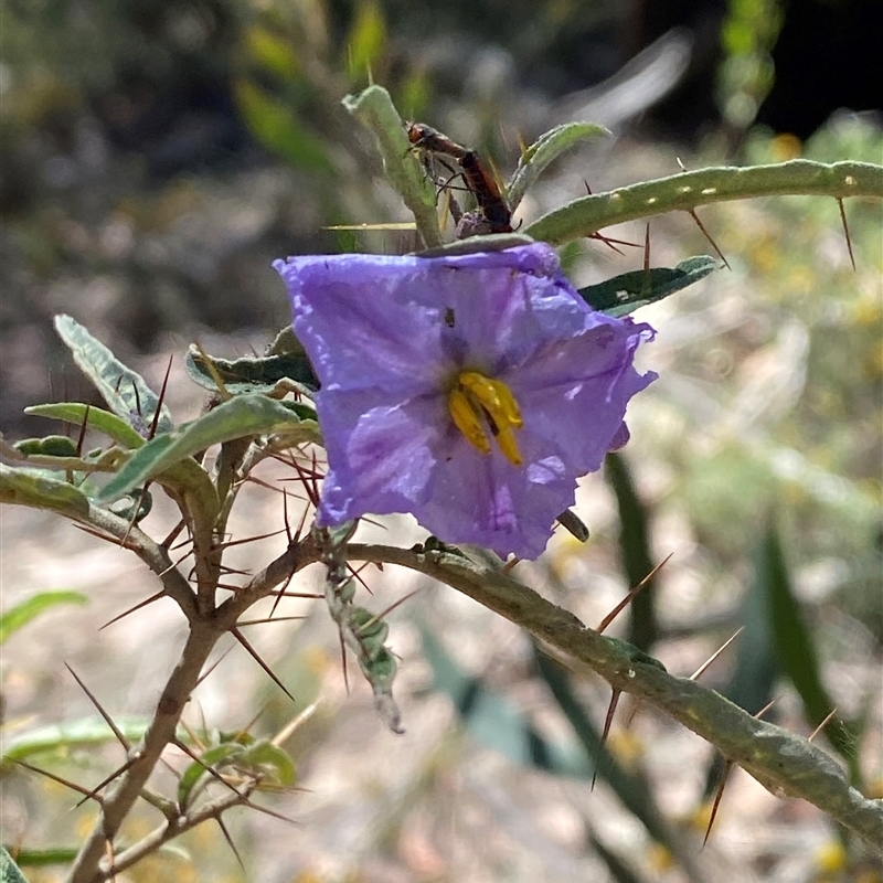 Solanum amblymerum