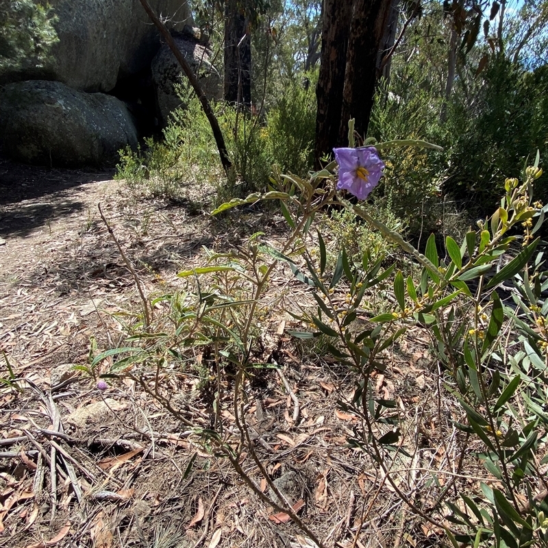 Solanum amblymerum