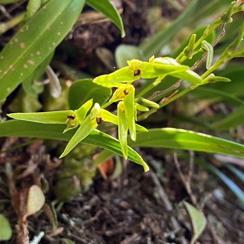 Bulbophyllum elisae