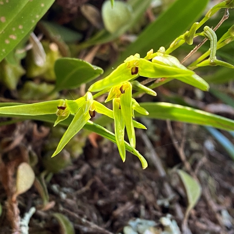 Bulbophyllum elisae