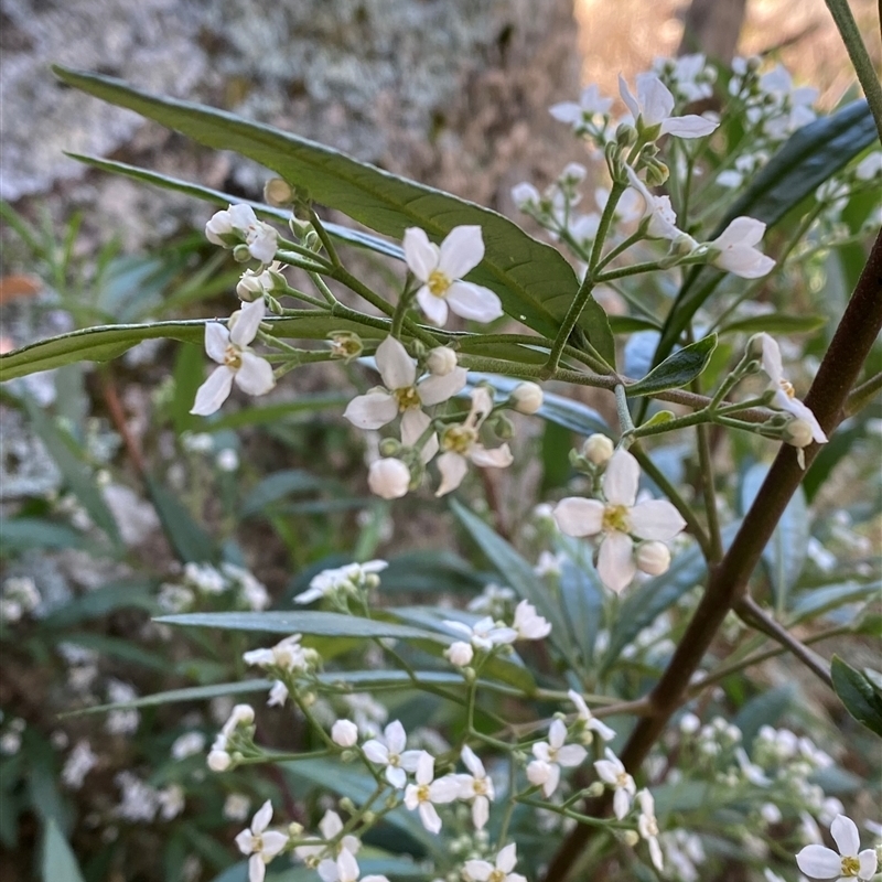 Zieria arborescens subsp. glabrifolia