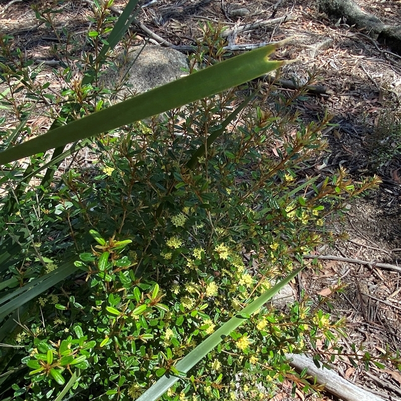 Phebalium graniticola