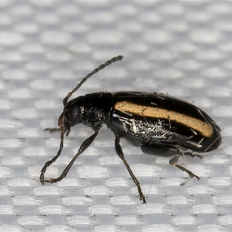 Phyllotreta sp.