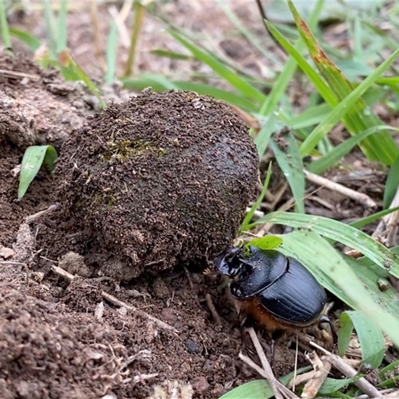 Onthophagus sp. near pentacanthus