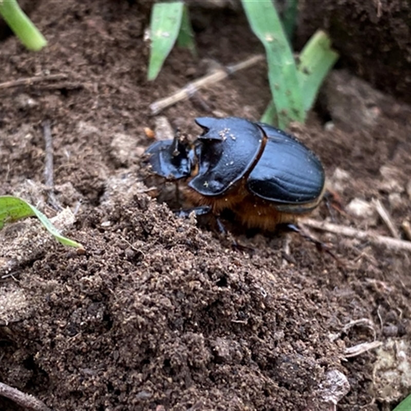 Onthophagus sp. near pentacanthus