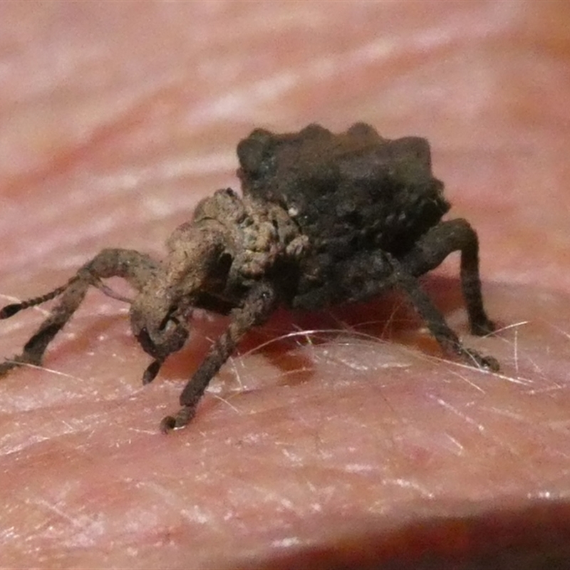 Amisallus sp.