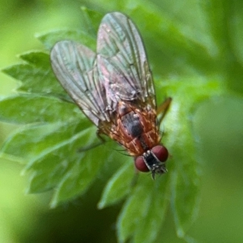 Helinomydaea (genus)