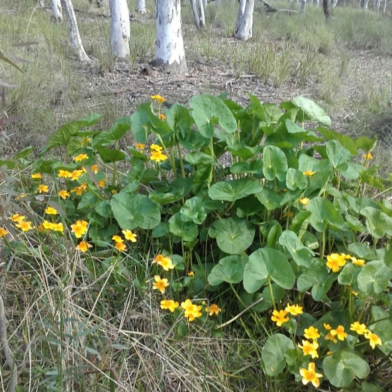 Caltha palustris