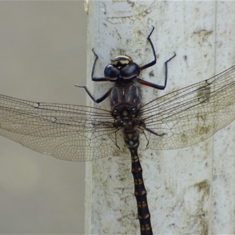 Austroaeschna tasmanica