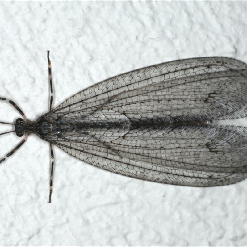 Mossega indecisa