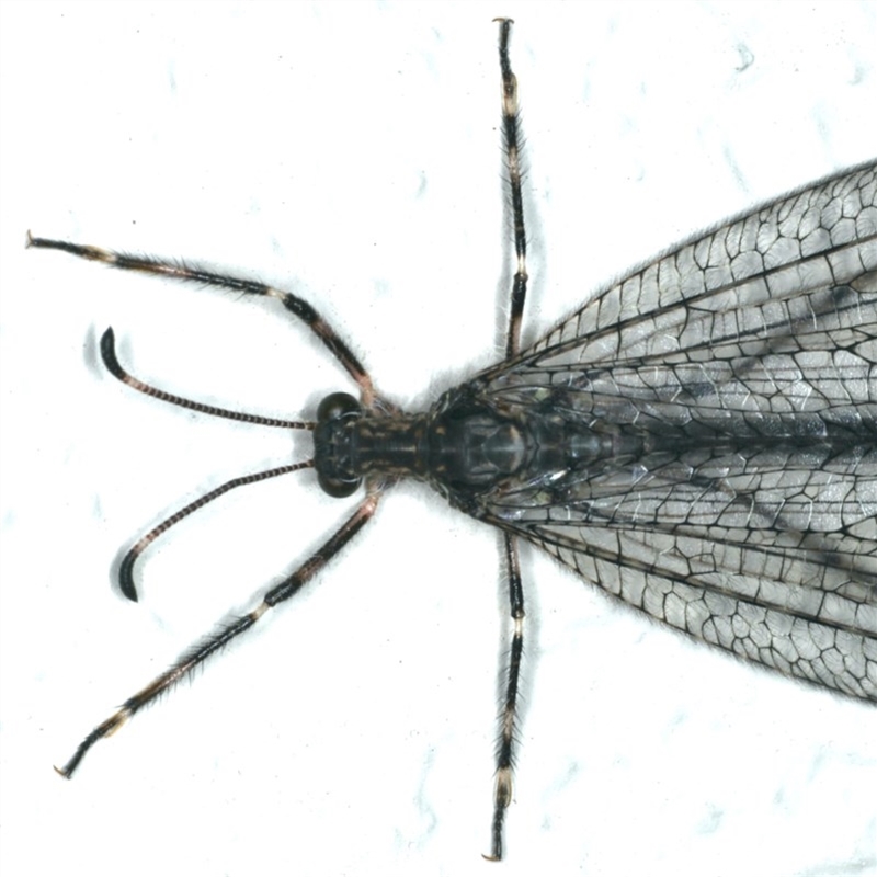 Mossega indecisa