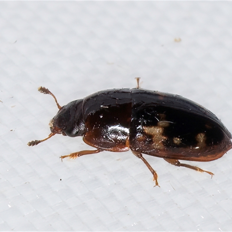 Cryptarcha (genus)