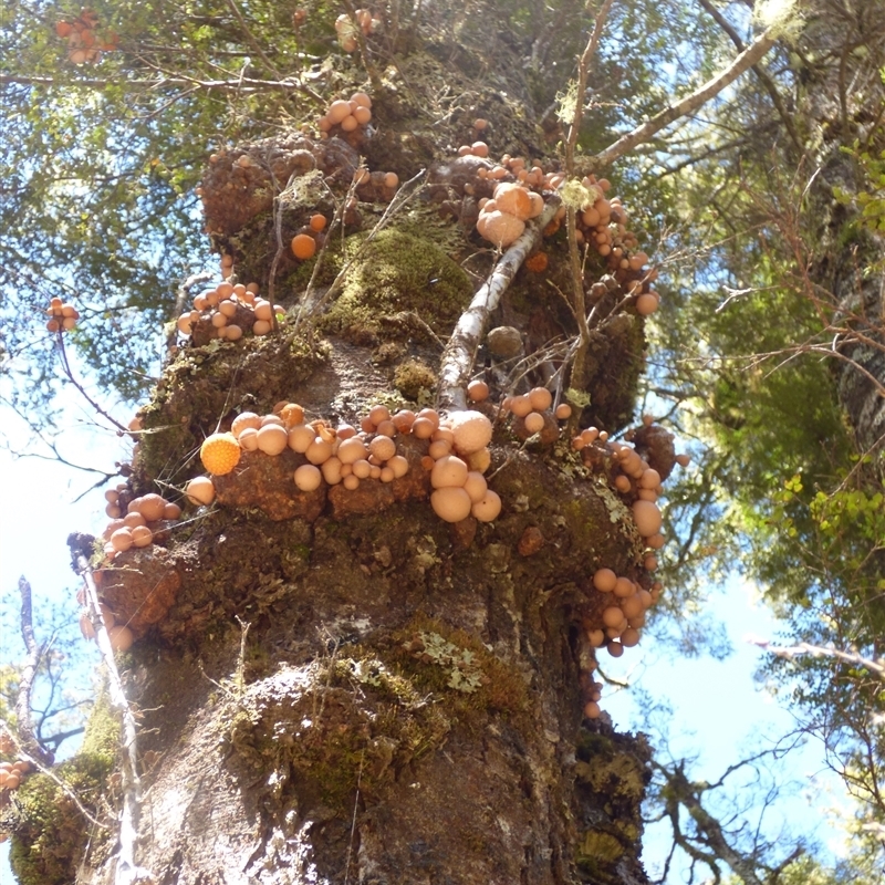 Cyttaria gunnii