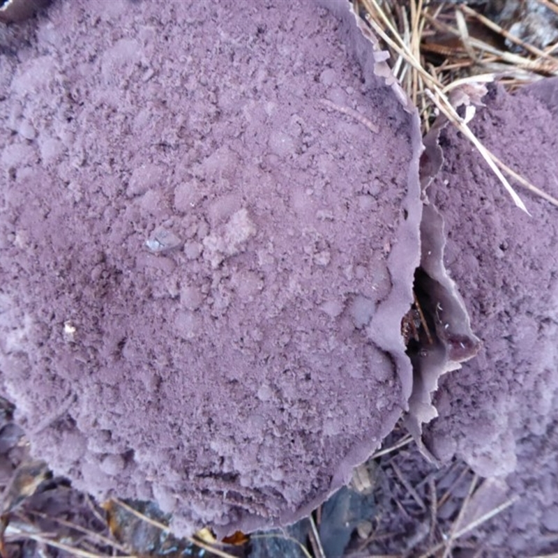 Calvatia cyathiformis