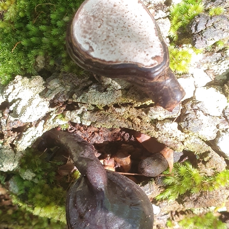 Ganoderma sp. (laccate, stemmed)