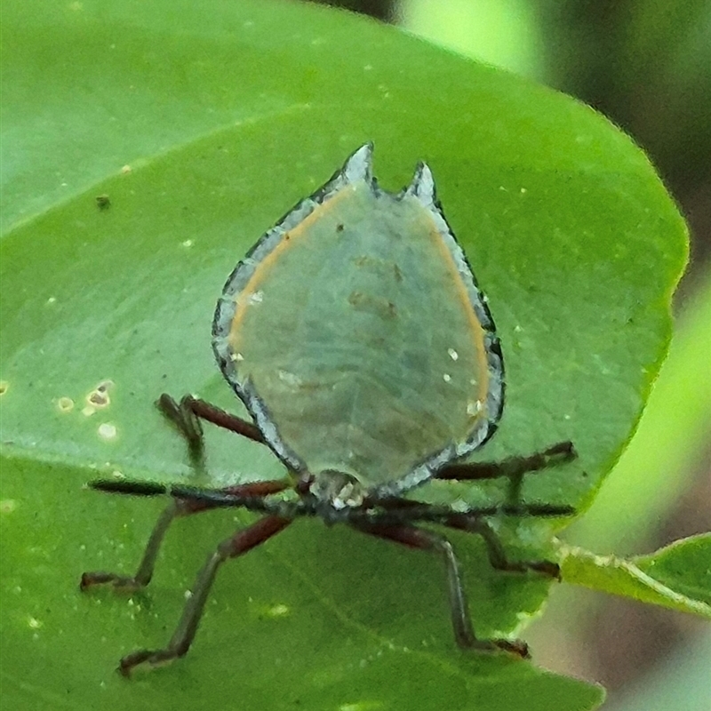 Tessaratomidae (Family)