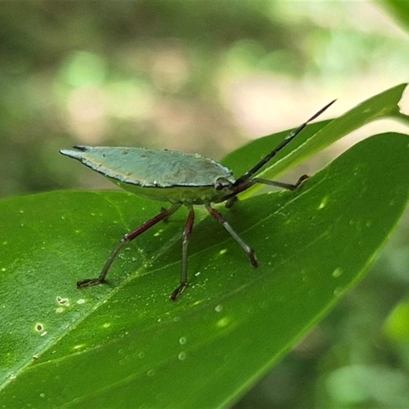 Tessaratomidae (Family)