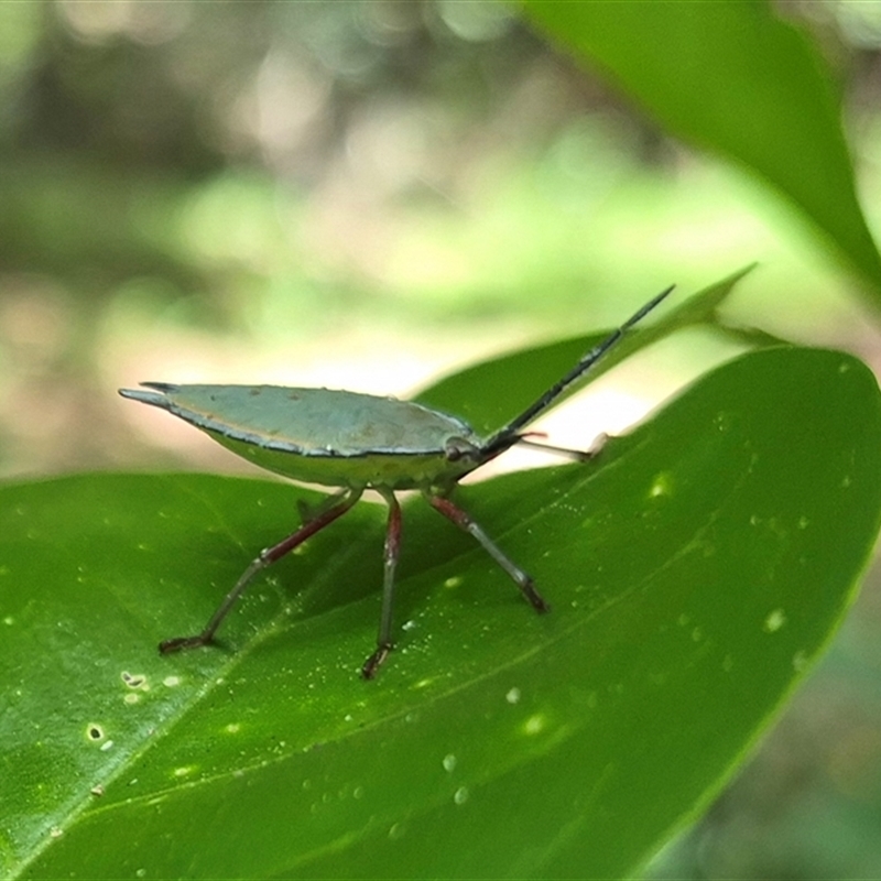 Tessaratomidae (Family)