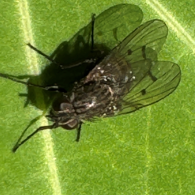 Helina sp (genus)