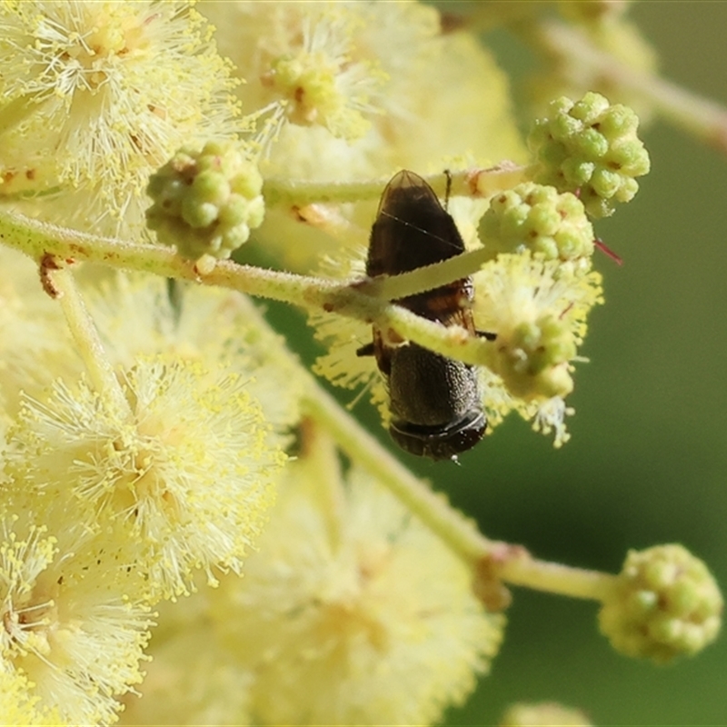 Stomorhina (genus)