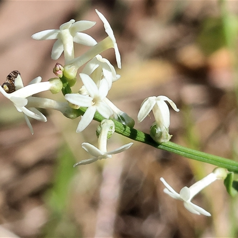 Austrotephritis sp (genus)