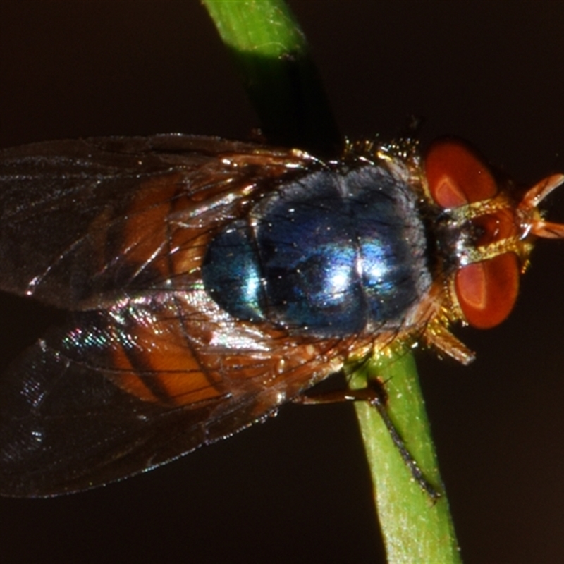 Hemipyrellia fergusoni