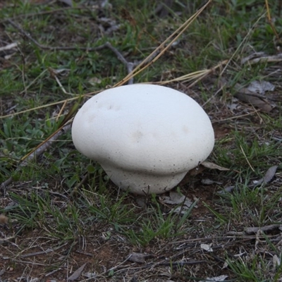 Calvatia sp.