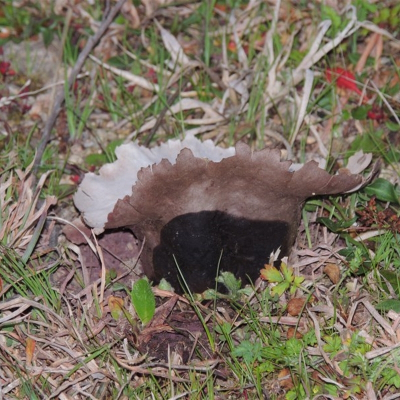 Calvatia sp.