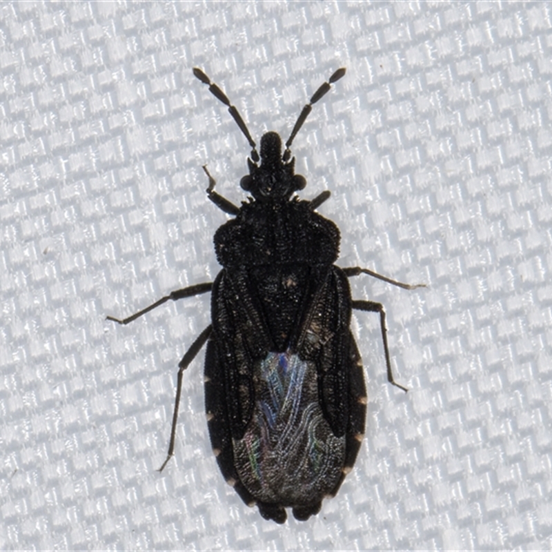 Aradus sp. (genus)