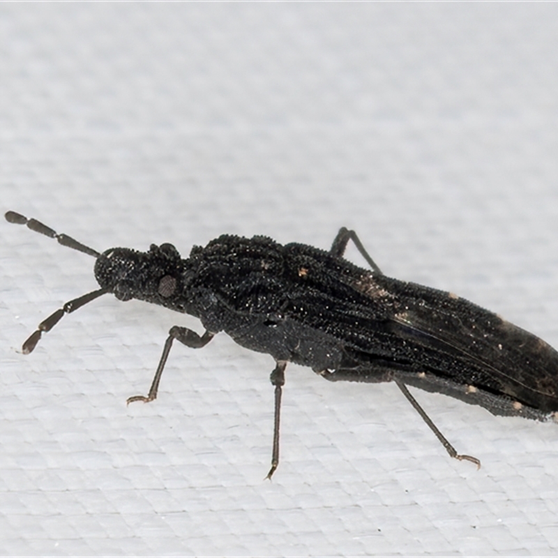 Aradus sp. (genus)