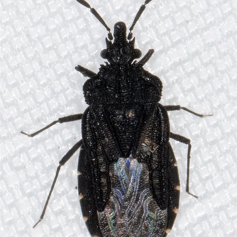 Aradus sp. (genus)