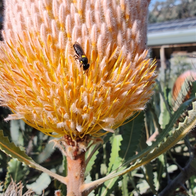 Meroglossa species